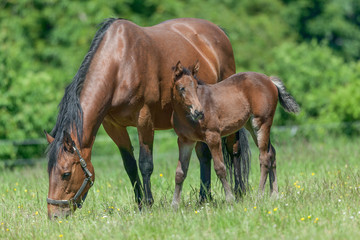Fototapeta premium braune Stute mit braunem Fohlen im Grünen