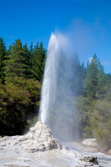Lady Knox Geyser in New Zealand