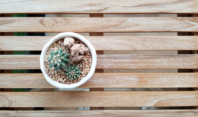 cactus in the small pot