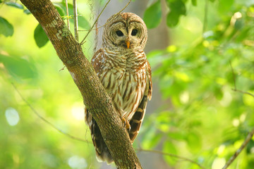 Obraz premium Barred owl (Strix varia) sitting on a tree