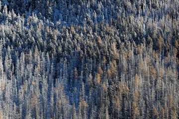 Graphic snowed pines texture