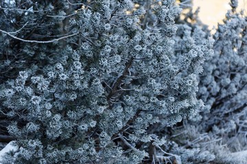 Holidays evergreen needles