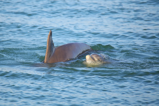 Mother and baby Common bottlenose dolphins swimming
