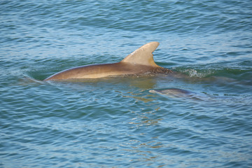 Fototapeta premium Mother and baby Common bottlenose dolphins swimming