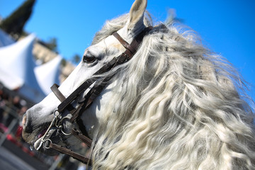 carnaval de Nice