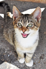 Obraz premium tabby cat looking up and crying