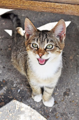 tabby cat looking up and crying