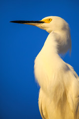 Portrait of Snowy egret