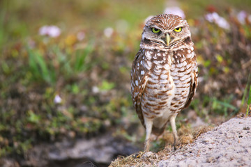 Fototapeta premium Burrowing Owl standing on the ground