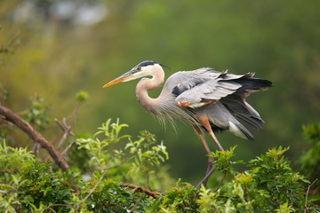 Great Blue Heron standing on a nest. It is the largest North Ame