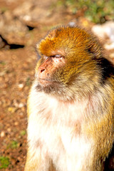 old monkey in africa morocco l background fauna close up