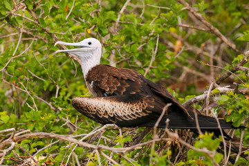 Baby Magnificent Frigatebird sitting on a tree on North Seymour
