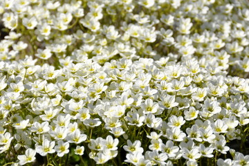 White saxifrage flowers