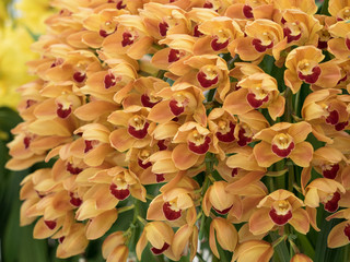 シンピジューム