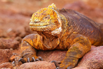 Galapagos Land Iguana on North Seymour island, Galapagos Nationa