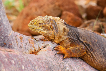 Galapagos Land Iguana lying on a tree trunk on North Seymour isl