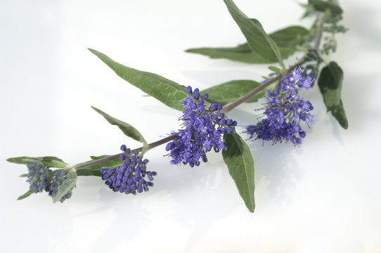 Bartblume, Caryopteris x clandonensis