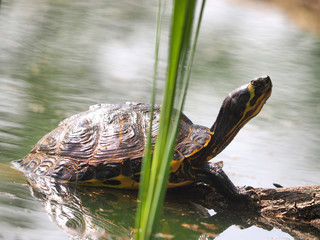 turtle on the sun