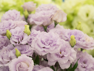 トルコギキョウ