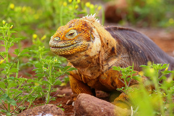 Fototapeta premium Galapagos Land Iguana on North Seymour island, Galapagos Nationa