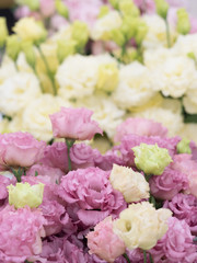 トルコギキョウ