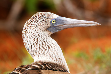 Portrait of Blue-footed Booby on North Seymour Island, Galapagos