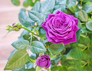 Dark violet roses flower bush with buds, green leaves, close up, wood background.