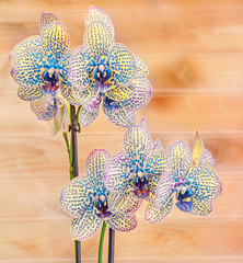 Blue branch orchid flowers with buds, Orchidaceae, Phalaenopsis known as the Moth Orchid, abbreviated Phal. Wood background.