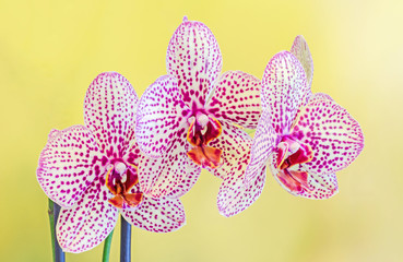 Purple branch orchid flowers with buds, Orchidaceae, Phalaenopsis known as the Moth Orchid, abbreviated Phal. 