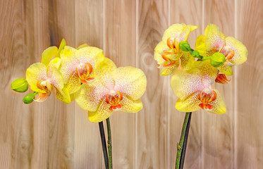Yellow branch orchid flowers with buds, Orchidaceae, Phalaenopsis known as the Moth Orchid, abbreviated Phal. Wood background.