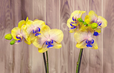 Yellow branch orchid flowers with buds, Orchidaceae, Phalaenopsis known as the Moth Orchid, abbreviated Phal. Wood background.