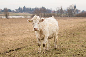 Galloway Rind
