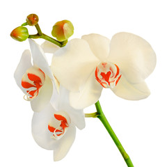 White branch orchid flowers with buds, Orchidaceae, Phalaenopsis known as the Moth Orchid, abbreviated Phal.