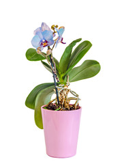 Naklejka na ściany i meble Blue branch orchid flowers with buds, green leaves, vase, flowerpot, Orchidaceae, Phalaenopsis known as the Moth Orchid, abbreviated Phal.