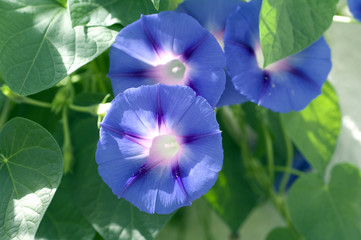 Trichterwinde, Ipomoea purpurea