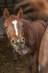 Fototapeta premium Kopf eines sprechenden Pferdes