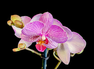 Purple branch orchid flowers with buds, Orchidaceae, Phalaenopsis known as the Moth Orchid, abbreviated Phal.