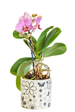Pink branch orchid flowers with buds, green leaves, vase, flowerpot, Orchidaceae, Phalaenopsis known as the Moth Orchid, abbreviated Phal.