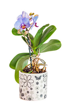 Blue branch orchid flowers with buds, green leaves, vase, flowerpot, Orchidaceae, Phalaenopsis known as the Moth Orchid, abbreviated Phal.