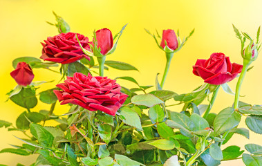 Dark red roses flower bush with buds, green leaves, close up, yellow background.