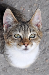 cat sitting under the table and asks to eat