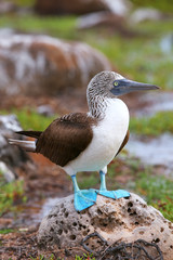 Fototapeta premium Blue-footed Booby on North Seymour Island, Galapagos National Pa