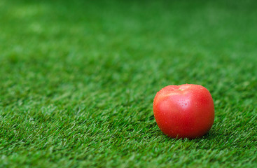 Healthy vegetable food theme: red ripe tomato lying on green grass