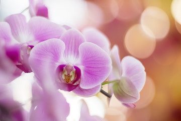 closeup pink orchid