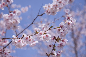 Japanese Sakura or Cherry Blossom in Sunny Day  (selective focus)