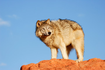 Gray wolf (Canis lupus)