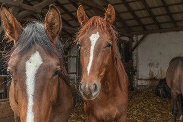 Obraz premium 2 befreundete junge Stuten im Laufstall