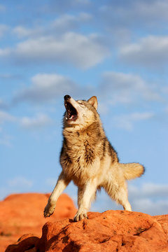 Fototapeta Gray wolf (Canis lupus)