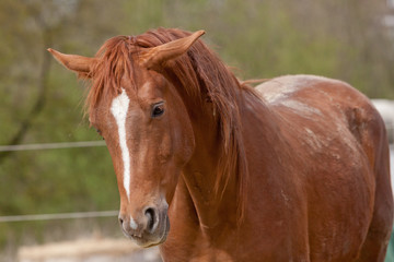 Fototapeta premium sand panierter Fuchs mit Hängeohren
