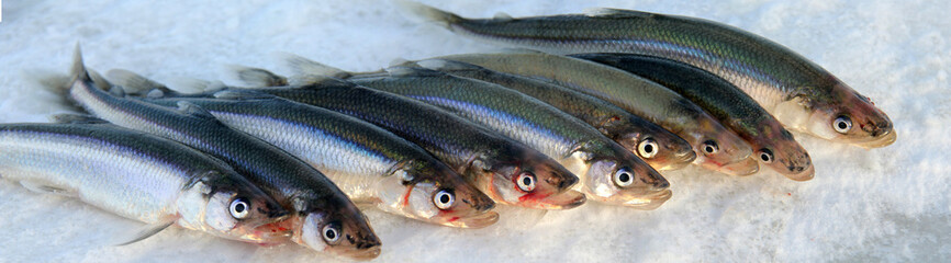 Smelt fish panorama